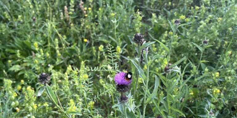 Micro Meadows